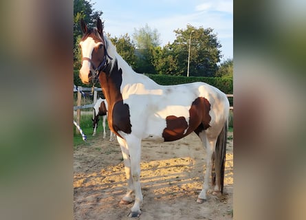 KWPN, Jument, 4 Ans, 167 cm, Pinto