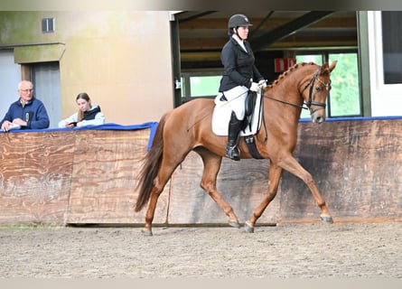 KWPN, Jument, 4 Ans, 168 cm, Alezan