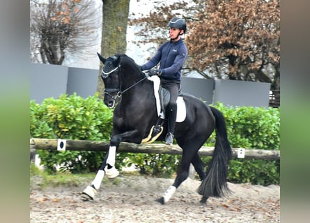 KWPN, Jument, 4 Ans, 168 cm, Noir