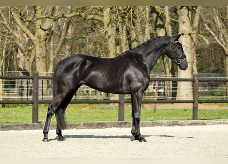 KWPN, Jument, 4 Ans, 168 cm, Noir