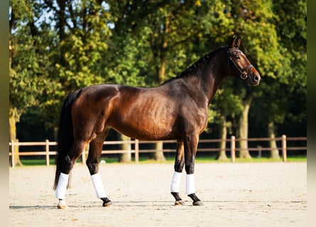 KWPN, Jument, 4 Ans, 173 cm, Bai cerise