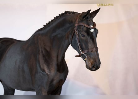 KWPN, Jument, 4 Ans, Bai brun