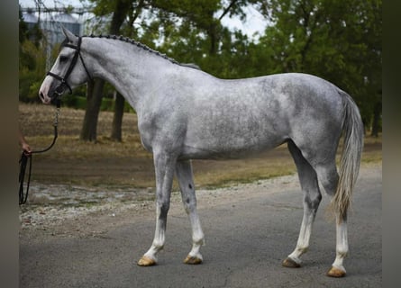 KWPN, Jument, 4 Ans, Gris KWPN, Jument, 4 Ans, Gris