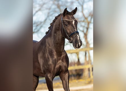 KWPN Croisé, Jument, 5 Ans, 154 cm, Alezan brûlé