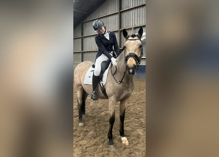 KWPN, Jument, 5 Ans, 160 cm, Isabelle