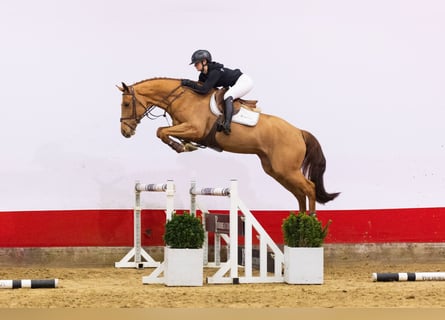 KWPN, Jument, 5 Ans, 165 cm