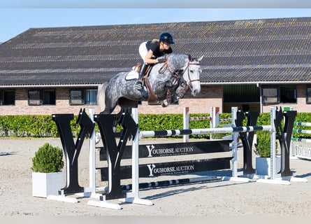 KWPN, Jument, 5 Ans, 168 cm, Gris