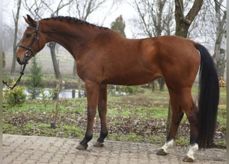 KWPN, Jument, 5 Ans, 170 cm, Bai