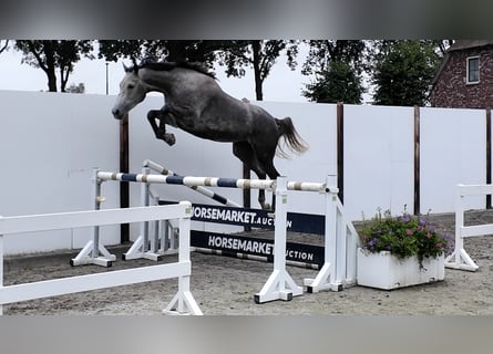 KWPN, Jument, 5 Ans, 170 cm, Gris