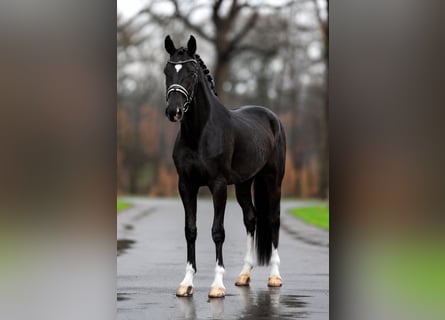 KWPN, Jument, 5 Ans, 172 cm, Noir