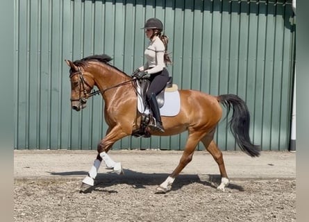 KWPN, Jument, 6 Ans, 150 cm, Bai