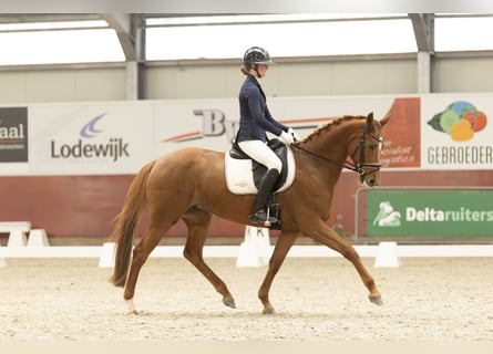 KWPN, Jument, 6 Ans, 160 cm, Alezan