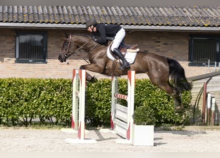 KWPN, Jument, 6 Ans, 165 cm