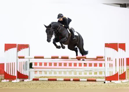 KWPN, Jument, 6 Ans, 167 cm, Noir