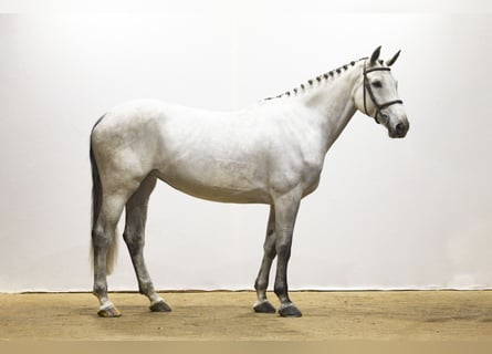 KWPN, Jument, 6 Ans, 169 cm, Gris