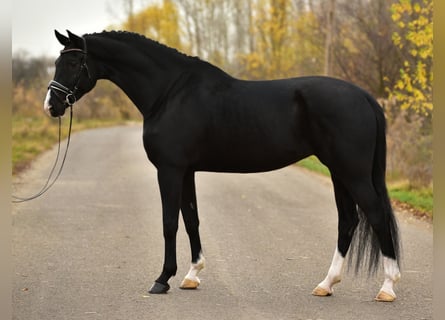 KWPN, Jument, 6 Ans, 170 cm, Noir