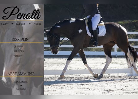 KWPN, Jument, 6 Ans, 174 cm, Pinto