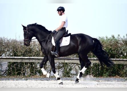 KWPN, Jument, 6 Ans, 175 cm, Bai brun
