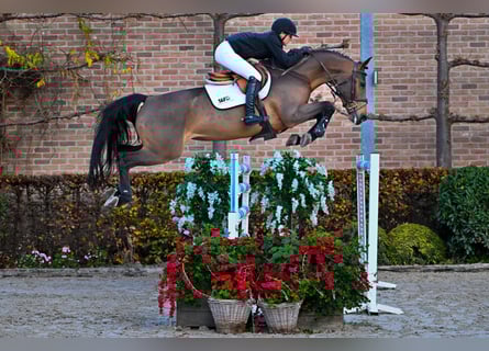 KWPN, Jument, 7 Ans, 165 cm, Bai brun