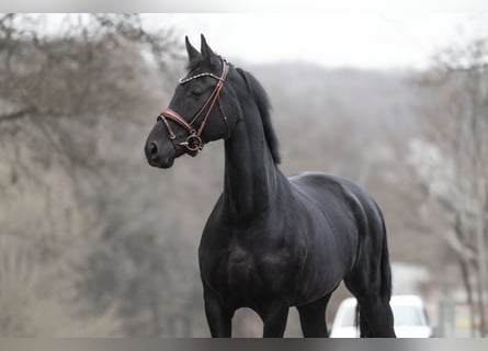 KWPN, Jument, 7 Ans, 165 cm, Noir