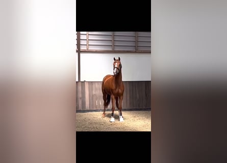 KWPN, Jument, 7 Ans, 166 cm, Alezan