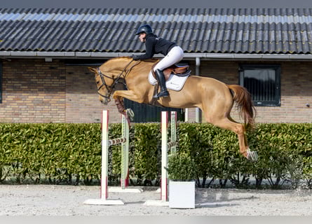 KWPN, Jument, 7 Ans, 168 cm, Alezan