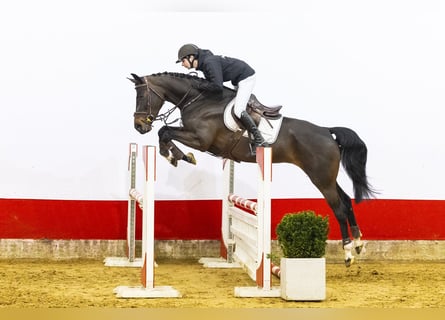 KWPN, Jument, 7 Ans, 168 cm, Bai brun