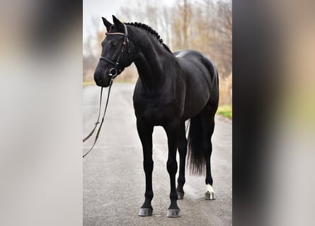 KWPN, Jument, 7 Ans, 171 cm, Noir