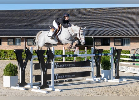 KWPN, Jument, 8 Ans, 161 cm, Gris