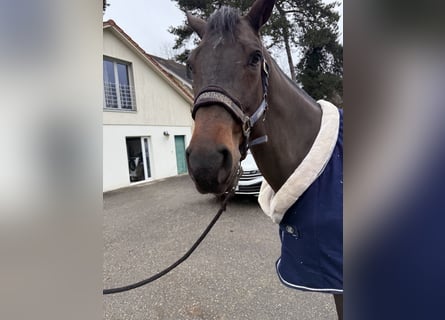 KWPN, Jument, 8 Ans, 168 cm, Bai brun