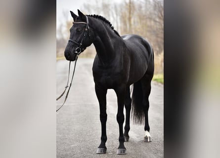 KWPN, Jument, 8 Ans, 170 cm, Noir