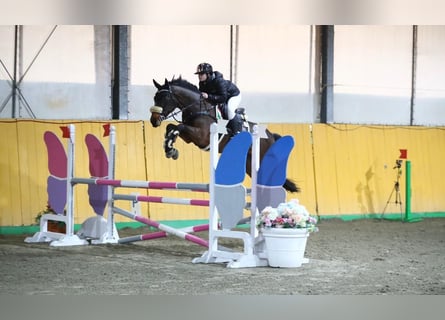 KWPN, Jument, 8 Ans, 170 cm, Noir