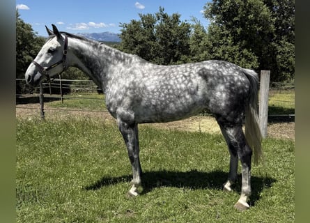 KWPN, Jument, 8 Ans, 171 cm, Gris