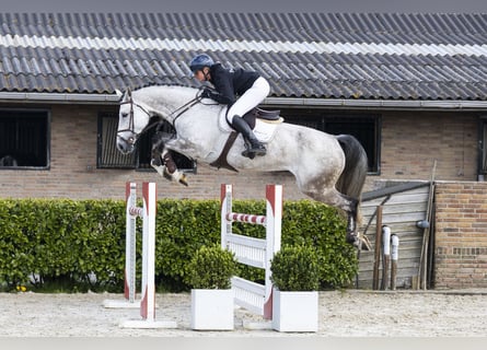 KWPN, Jument, 8 Ans, 177 cm