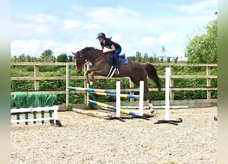 KWPN, Jument, 9 Ans, 166 cm, Alezan brûlé