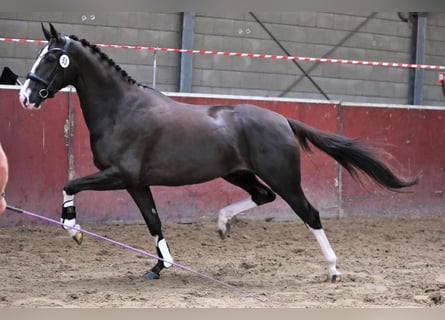 KWPN, Jument, 9 Ans, 169 cm, Alezan brûlé