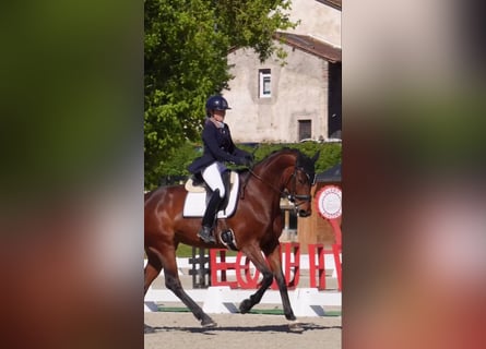 KWPN, Jument, 9 Ans, 172 cm, Bai