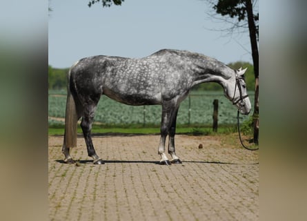 KWPN, Jument, 9 Ans, Blanc