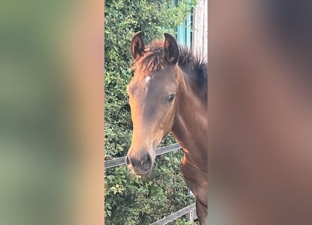 KWPN, Jument, Poulain (03/2026), 170 cm, Bai