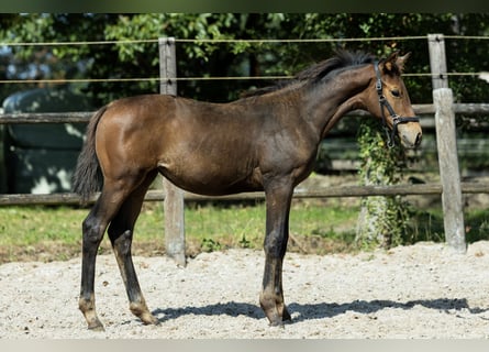 KWPN, Jument, Poulain (04/2026), 170 cm, Bai
