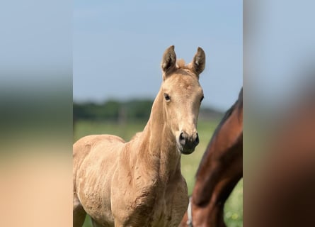 KWPN, Jument, Poulain (05/2026), 170 cm, Palomino