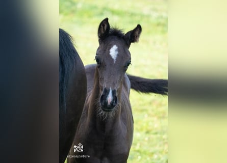 KWPN, Jument, Poulain (04/2025), Bai brun