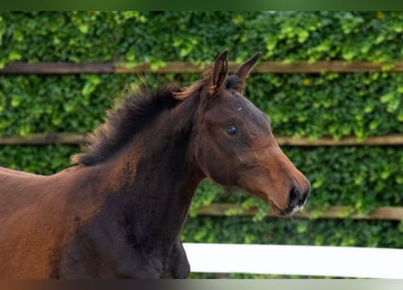 KWPN, Jument, Poulain (03/2025), Bai brun KWPN, Jument, Poulain (03/2025), Bai brun