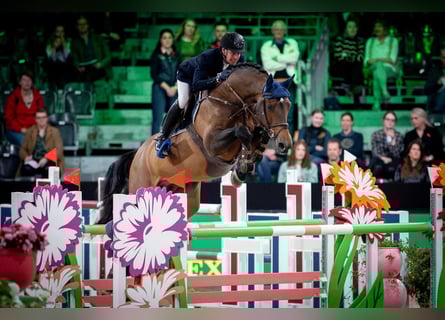 KWPN, Jument, Poulain (01/2025)