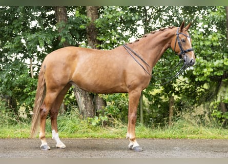 KWPN, Klacz, 10 lat, 163 cm, Kasztanowata