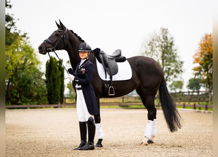 KWPN, Klacz, 10 lat, 165 cm, Kara