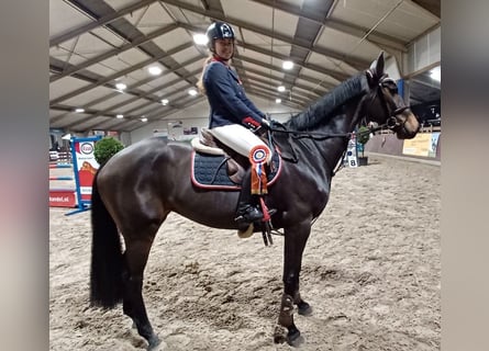KWPN, Klacz, 10 lat, 168 cm, Ciemnogniada