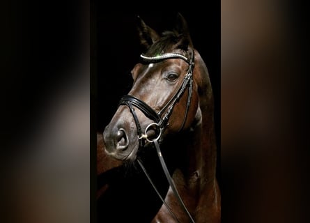 KWPN, Klacz, 10 lat, 170 cm, Ciemnogniada