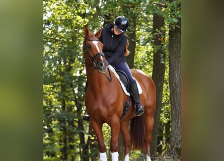 KWPN, Klacz, 10 lat, 174 cm, Kasztanowata