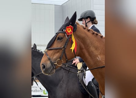 KWPN, Klacz, 11 lat, 167 cm, Kasztanowata